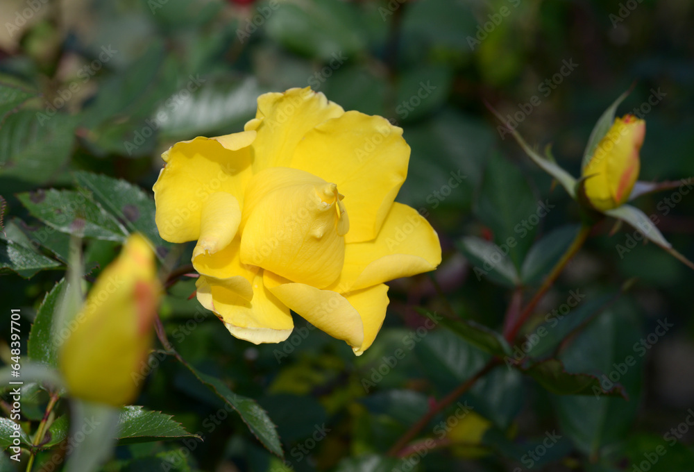 サプライズ バラの花 サプライズ バラの花
