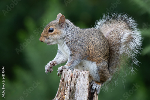 a profile portrait of a grey squirrel as it perches on an old tree stump. It shows its bushy tail and it has one paw pointing forward photo