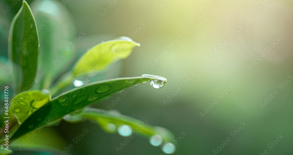 nature of green leaf in garden at rainy season under sunlight. natural bokeh of green leaves plants using as background, greenery wallpaper, environment ecology background. nature of green leaf in garden at rainy season under sunlight. natural bokeh of green leaves plants using as background, greenery wallpaper, environment ecology background.