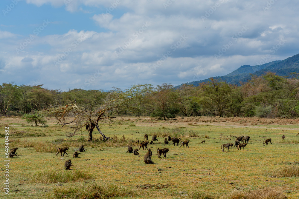 Wild monkeys in the African savannah