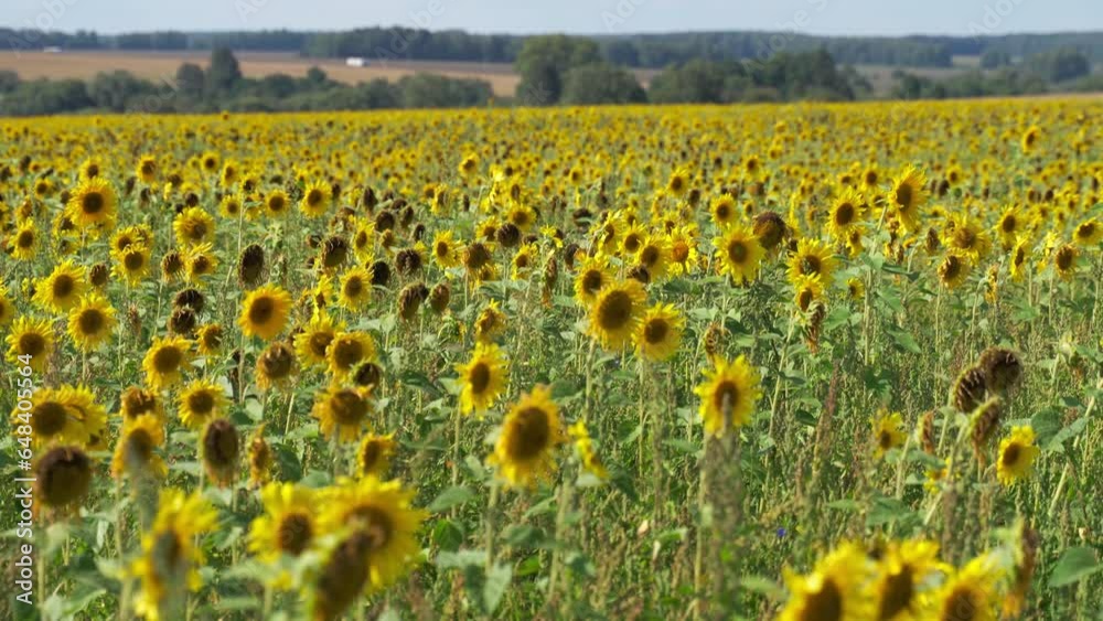 Sunflower field with cloudy blue sky Sunflower field with cloudy blue sky