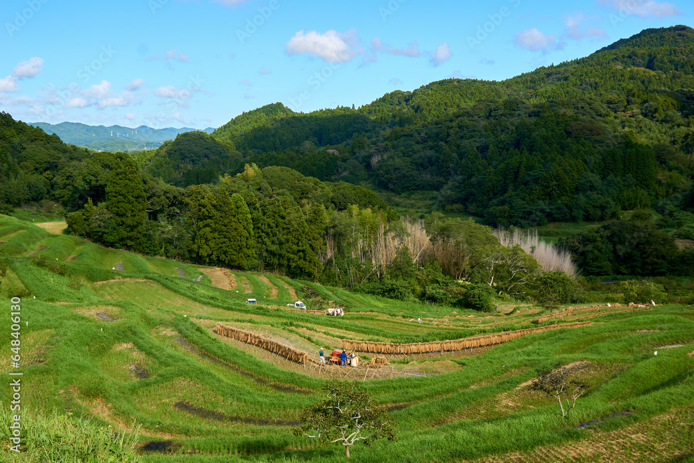 収穫時期の大山千枚田　鴨川市