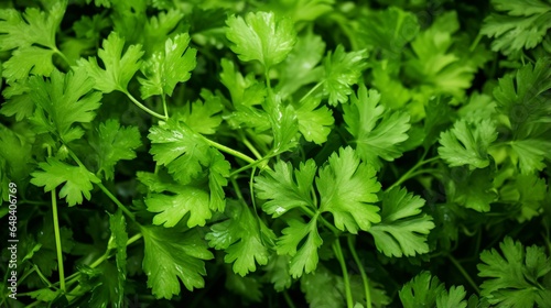 a thriving coriander plant, with delicate foliage and seeds that are essential in a wide range of global cuisines