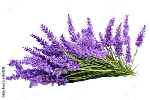 Lavender with Transparent Background.