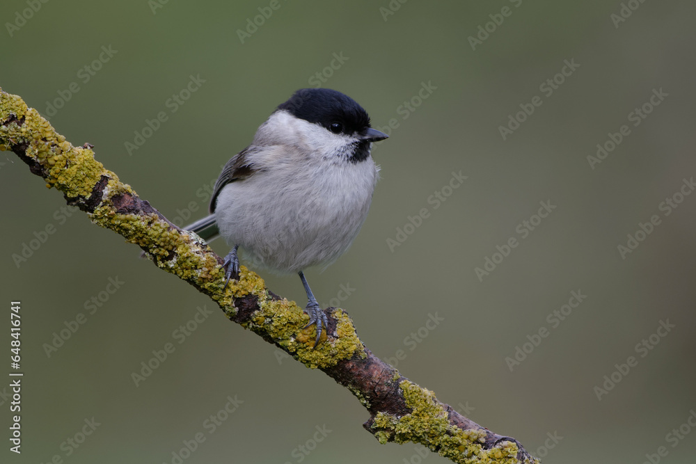 Obraz premium Marsh Tit (Poecile palustris) resting on a branch