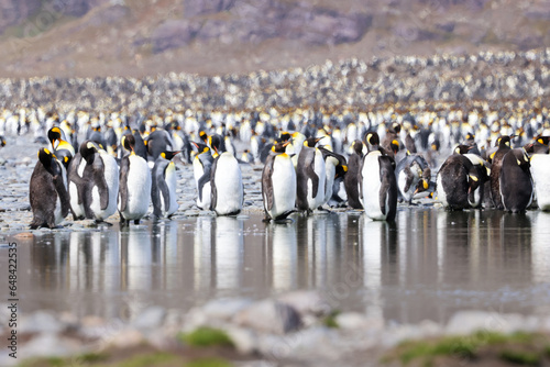 king penguin colony