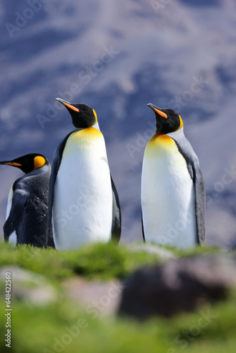 king penguin colony