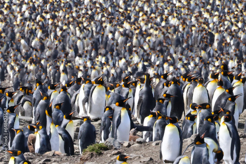 king penguins colony antarctica south georgia