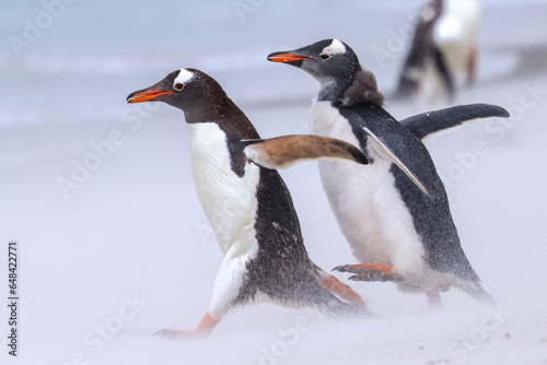 Gentoo penguins in falklands iceland