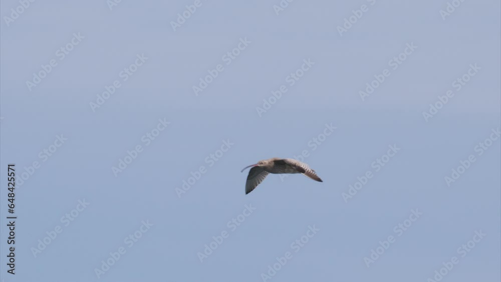ホウロクシギ飛翔 (スローモーション) ホウロクシギ飛翔 (スローモーション)