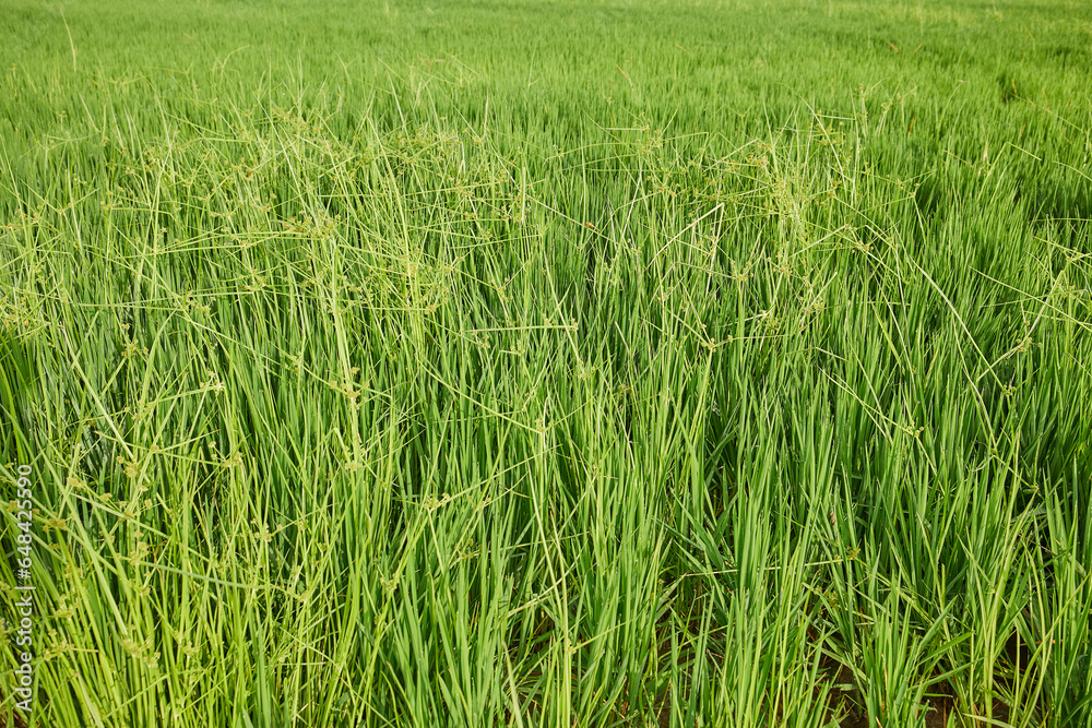 Close-up of a rice field. Agriculture concept growing rice plants in the Albufera of Valencia, Spain. Close-up of a rice field. Agriculture concept growing rice plants in the Albufera of Valencia, Spain.