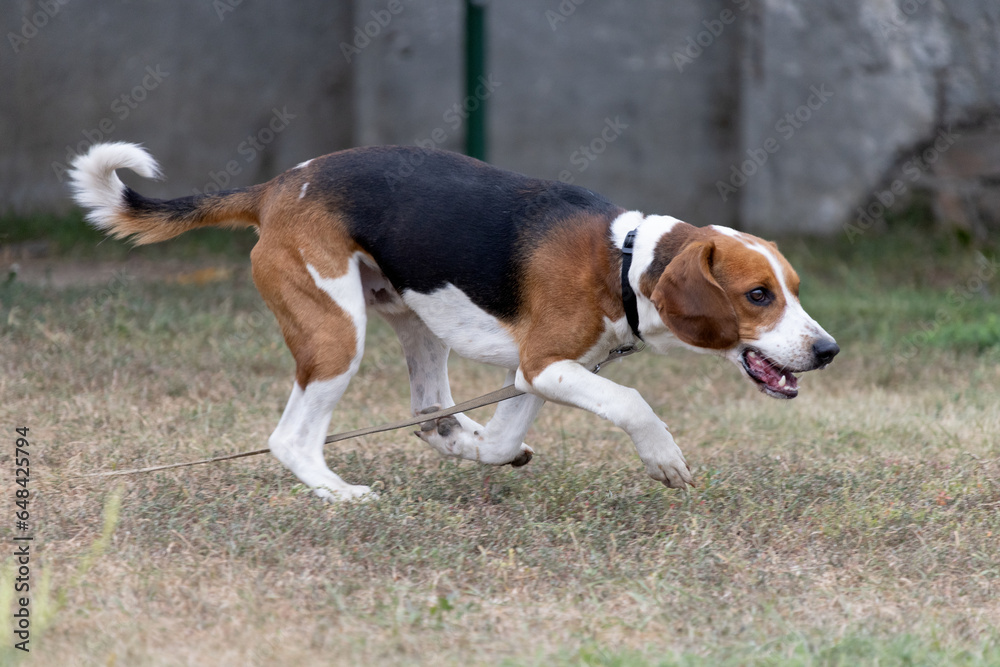 A happy beagle dog with fluttering ears runs through the autumn green grass. Active beagle enjoying a summer walk. A dog on a leash for a walk. Close-up portrait of a cute adult beagle dog A happy beagle dog with fluttering ears runs through the autumn green grass. Active beagle enjoying a summer walk. A dog on a leash for a walk. Close-up portrait of a cute adult beagle dog