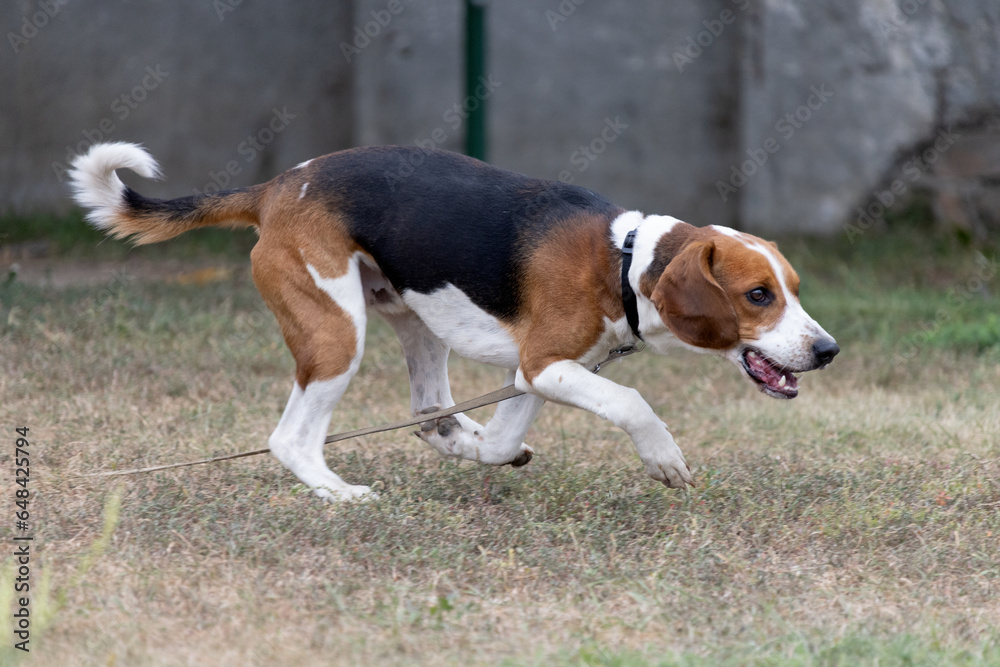 A happy beagle dog with fluttering ears runs through the autumn green grass. Active beagle enjoying a summer walk. A dog on a leash for a walk. Close-up portrait of a cute adult beagle dog