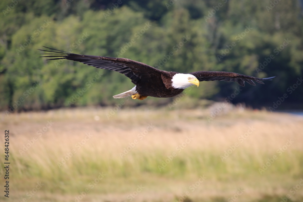 Obraz premium Bald Eagle (Haliaeetus leucocephalus) in flight, Campbell River, British Columbia, Canada.