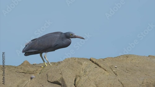 岩の上を歩くクロサギ photo