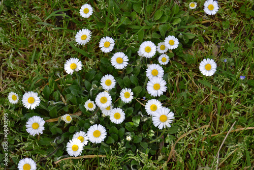 fiori colorati in primavera