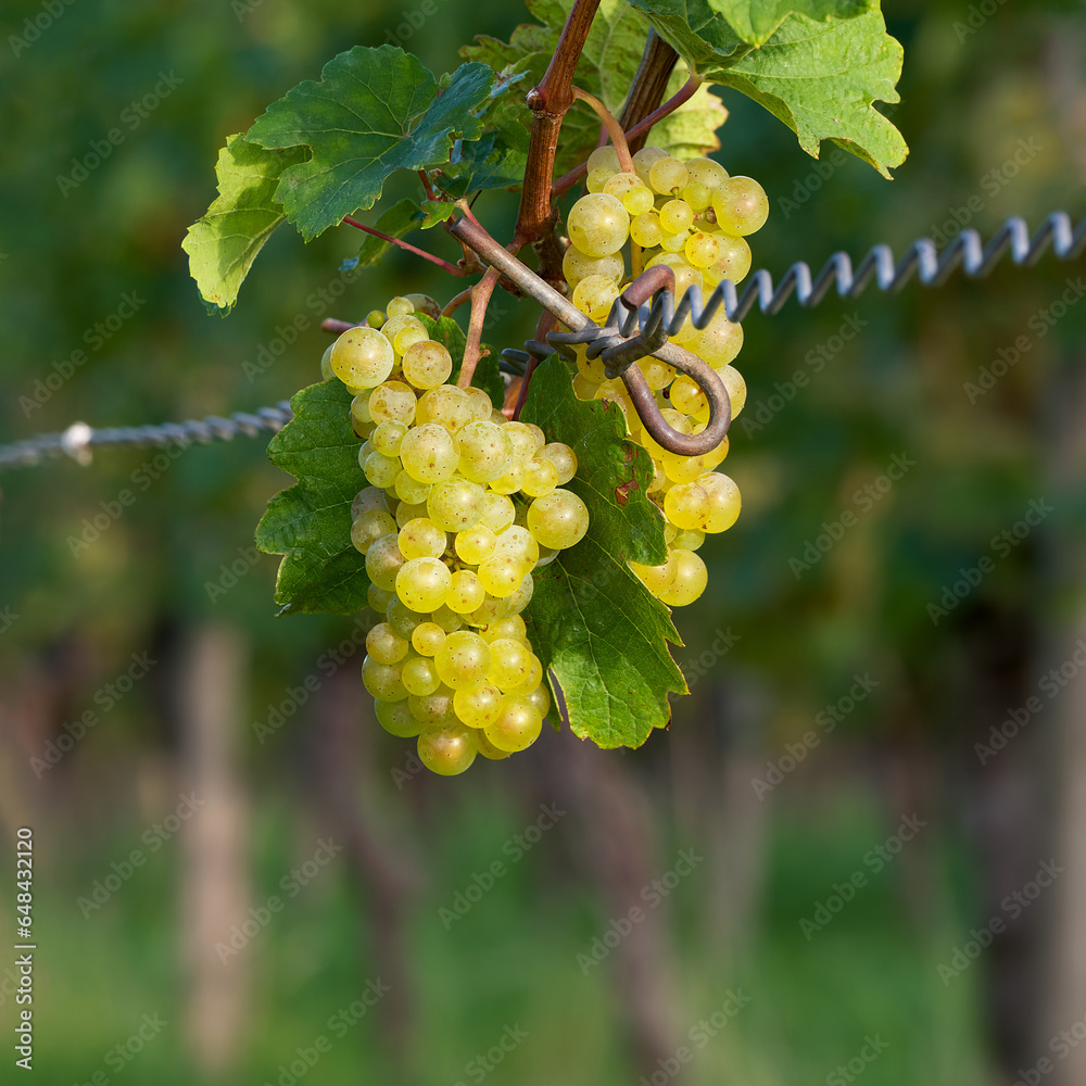 custom made wallpaper toronto digitalbunch of white grapes in the vineyard