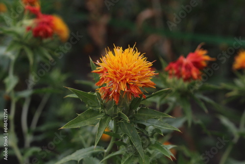 Fotografie 紅花