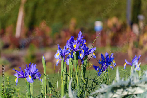 Botanic Garden in New Zealand - Blue Iris Flower