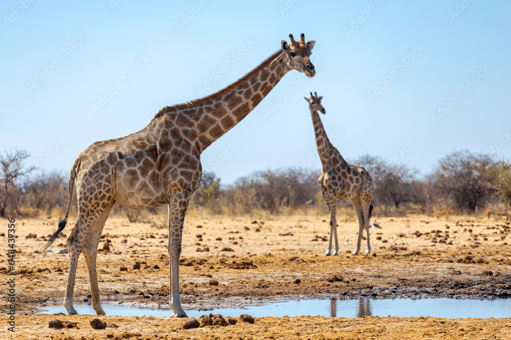 Obraz premium Giraffes at Etosha National Park - Namibia - Africa