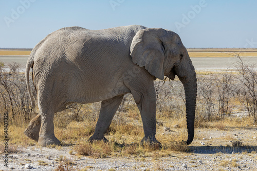 Elephants at Etosha National Park - Namibia - Africa