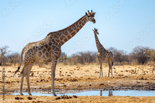 Giraffes at Etosha National Park - Namibia - Africa