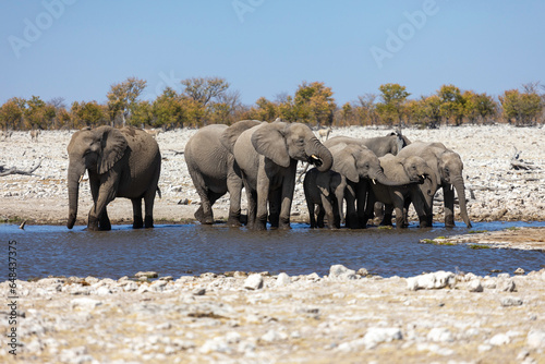 Herd of Elephants in a waterhole at Etosha National Park - Namibia - Africa