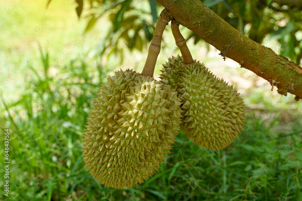 The durian on the tree is the king of fruits. The skin is thick and hard with sharp thorns. The yellow flesh is separated into lobes. with brown seeds inside the meat have a unique smell sweet taste The durian on the tree is the king of fruits. The skin is thick and hard with sharp thorns. The yellow flesh is separated into lobes. with brown seeds inside the meat have a unique smell sweet taste