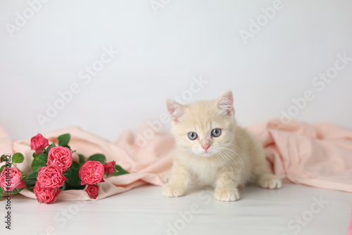 Wallpaper Mural British shorthair cream  yang cat. Kitten with pink flowers Torontodigital.ca