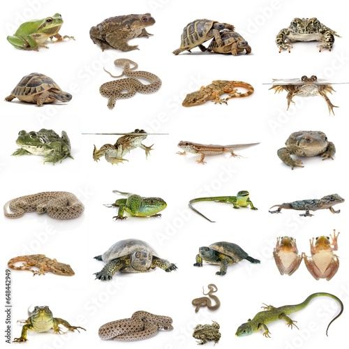 european reptiles and amphibians © cynoclub