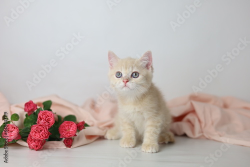 Wallpaper Mural British shorthair cream  yang cat. Kitten with pink flowers Torontodigital.ca