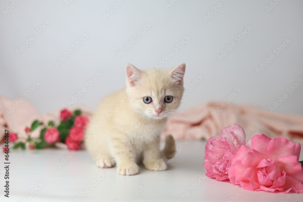 custom made wallpaper toronto digitalBritish shorthair cream  yang cat. Kitten with pink flowers