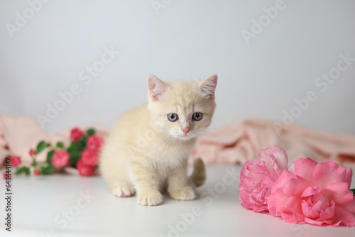 British shorthair cream yang cat. Kitten with pink flowers