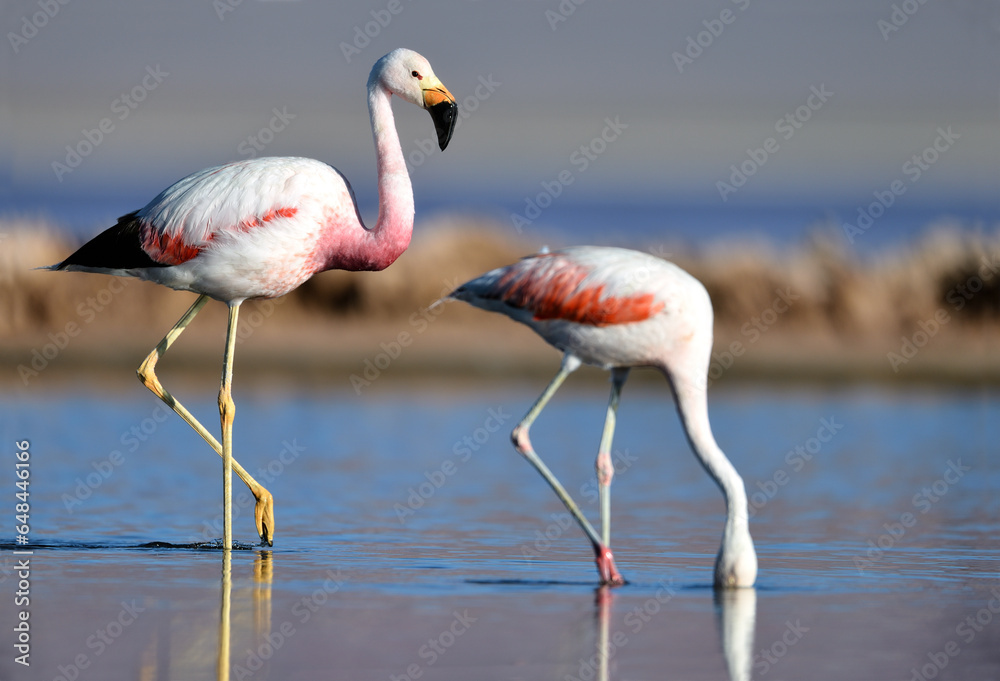 Nahaufnahme von einem Anden Flamingo und einem Chile Flamingo in einer Lagune in Argentinien