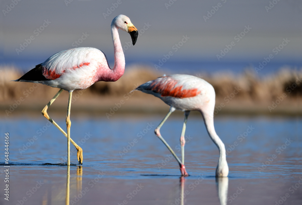 Obraz premium Nahaufnahme von einem Anden Flamingo und einem Chile Flamingo in einer Lagune in Argentinien
