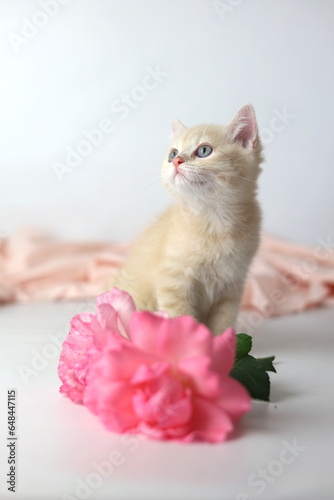 Wallpaper Mural British shorthair cream  yang cat. Kitten with pink flowers Torontodigital.ca