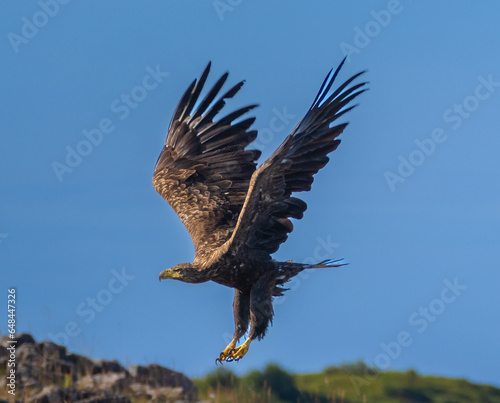 White-tailed eagle (Haliaeetus albicilla) also known as sea eagle fishing on the spectacular waters of the Trollfjord (Trollfjorden), Lofoten Islands, Nordland, Norway photo