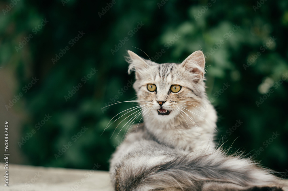 Young fluffy grey cat is lying on concrete outdoors and looking aside while meowing.