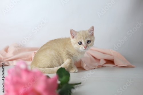Wallpaper Mural British shorthair cream  yang cat. Kitten with pink flowers Torontodigital.ca