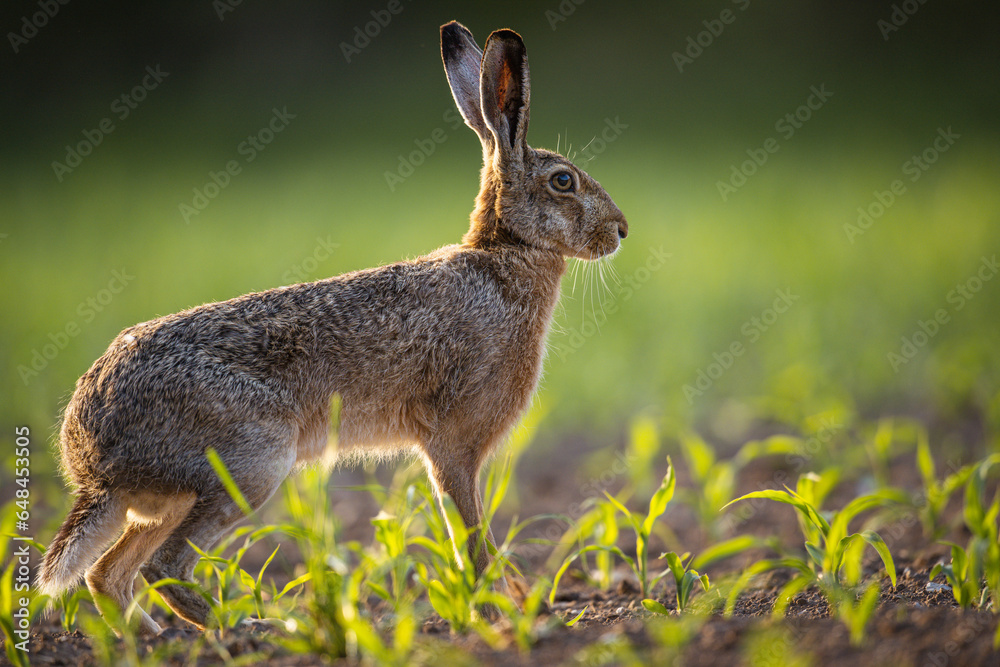 Feldhase abends auf einem Maisfeld Feldhase abends auf einem Maisfeld