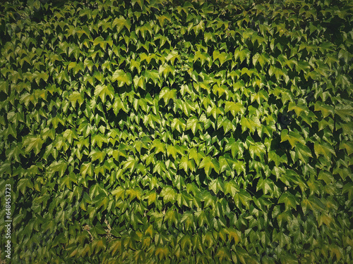 Wild vine texture wall. Green foliage natural background