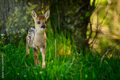 Rehkitz im Unterholz