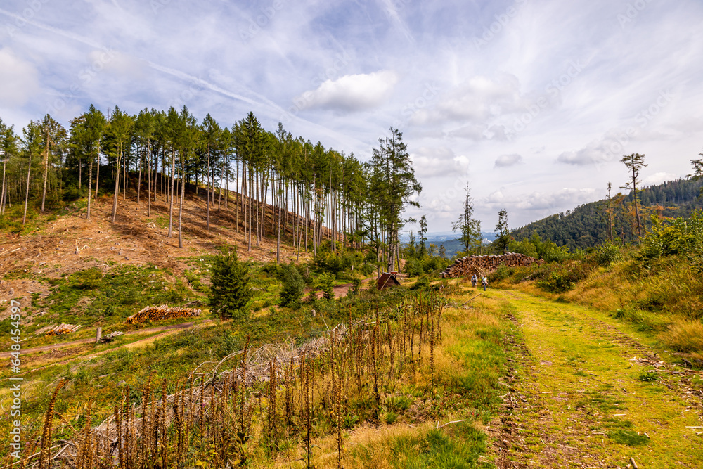 Sommerwanderung auf dem Höhenweg des Thüringer Waldes bei Bad Tabarz - Thüringen - Deutschland Sommerwanderung auf dem Höhenweg des Thüringer Waldes bei Bad Tabarz - Thüringen - Deutschland