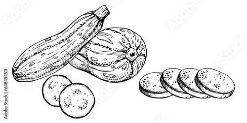 Hand drawn ink vector marrow zucchini gourd squash. Sketch illustration art for Thanksgiving, harvest, farming. Isolated object, outline. Design for restaurant menu print, cafe, website, invitation