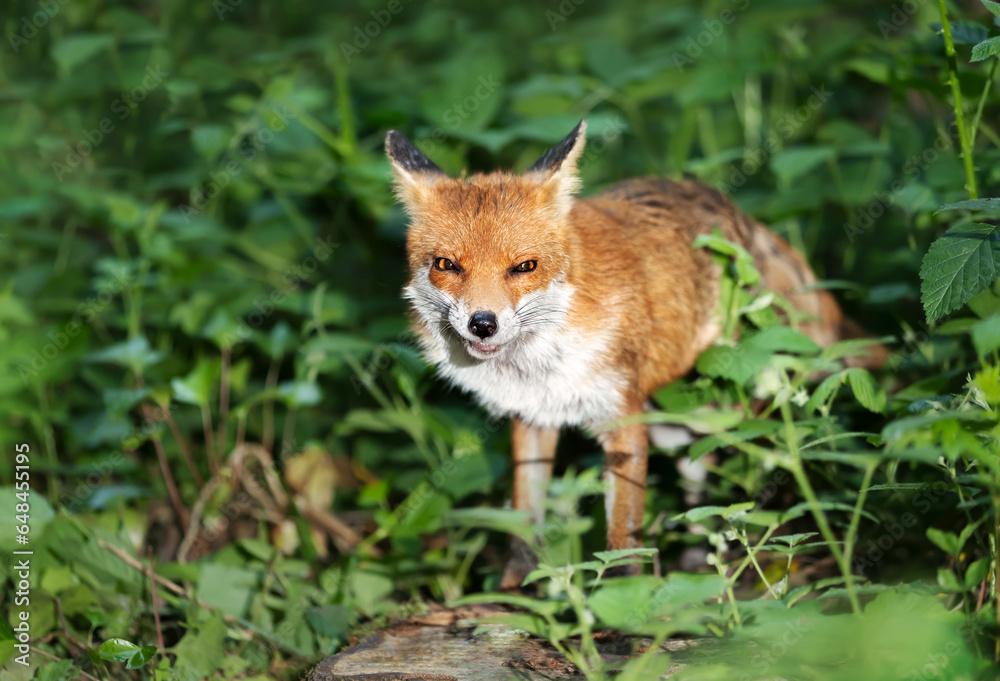 Close-up of a Red fox in a forest Close-up of a Red fox in a forest