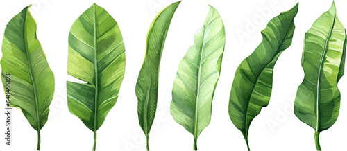 set of watercolor banana leaves on isolated white background, set tropical leaves, Tropical banana leaves set
