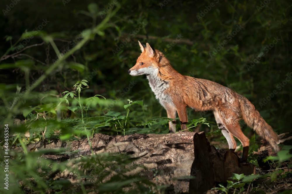 Close-up of a Red fox in a forest Close-up of a Red fox in a forest