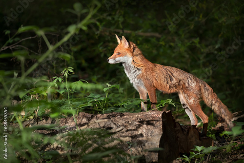 Close-up of a Red fox in a forest