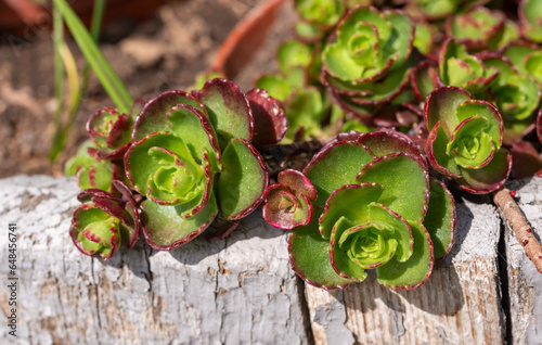 Sedum sp. -  ornamental plant with succulent leaves in the garden on a stone hill