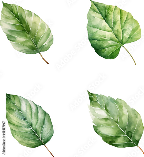 Set of watercolor green leaves isolated on white background
